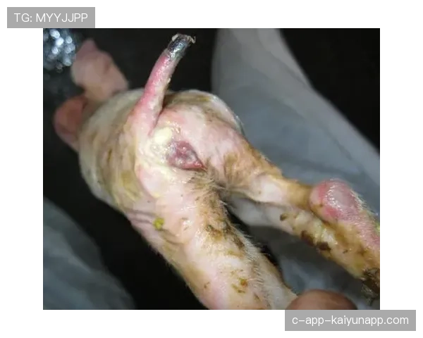 博卡长传转移频繁，成功率偏低，博卡病毒的传播途径